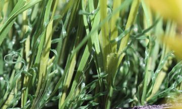 Artificial Grass S Blade 53 Green on Green