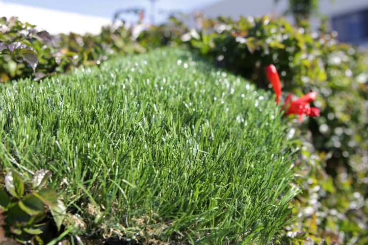 Silky-Smooth Artificial Grass artificial grass, synthetic grass, fake grass