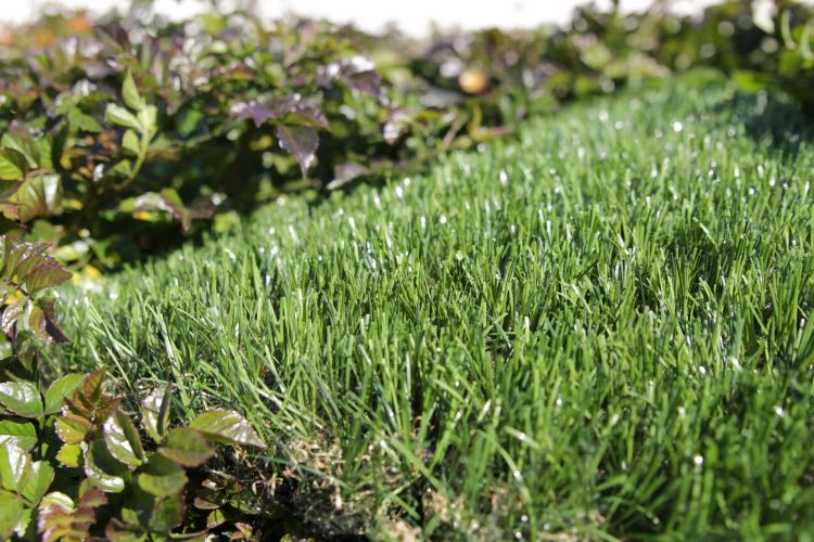 Silky Artificial Turf artificial grass, synthetic grass, fake grass
