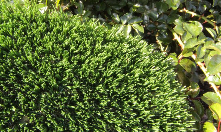 Hollow Blade-73 Artificial Grass artificial grass, synthetic grass, fake grass