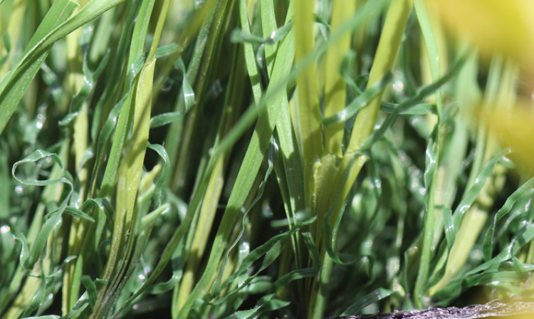 Green Synthetic Turf artificial grass, synthetic grass, fake grass