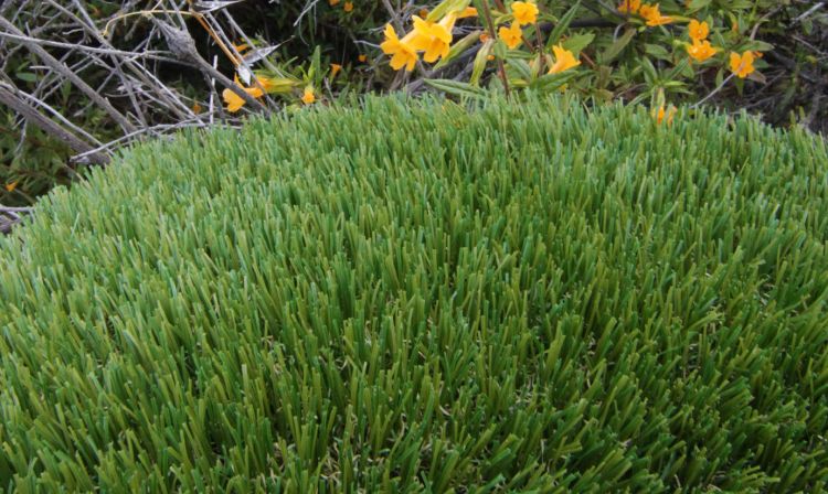 V Blade-64 Artificial Grass artificial grass, synthetic grass, fake grass