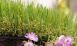 3D Grass Artificial Grass