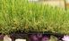 3D Grass Artificial Grass