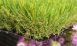 3D Grass Artificial Grass