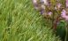 3D Grass Artificial Grass