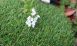 Pet Grass Artificial Grass