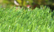 Buy Synthetic Grass