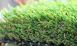 U Blade-80 Artificial Grass