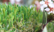 Beautiful Yet Durable Synthetic Grass