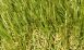 Cashmere 52 Artificial Grass