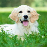 Artificial turf for dogs is safe and drains waste quickly through the turf backing.