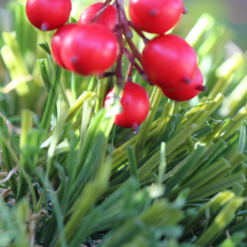 Olive-92 Stemgrass